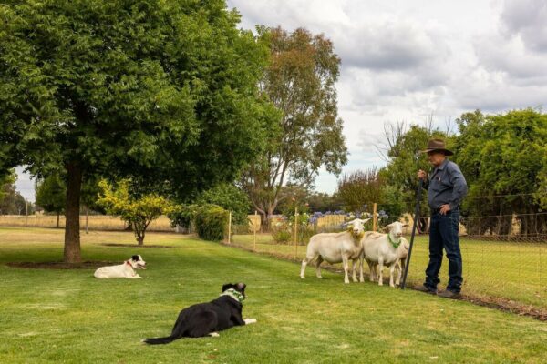 Dog and Handler Assessments - Virtual Lessons